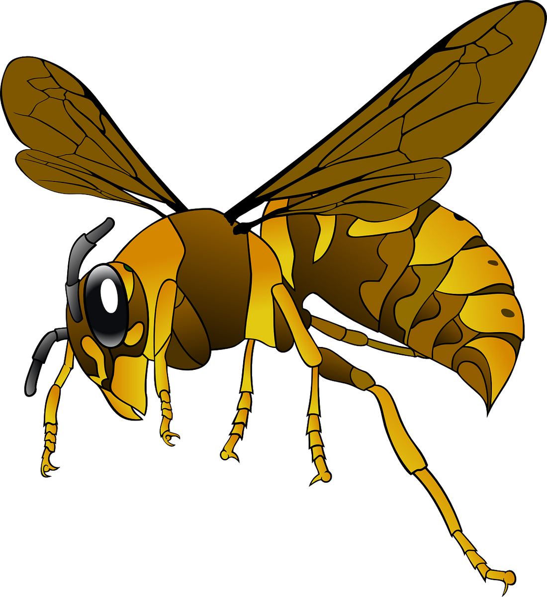 Wespen Verjagen Met Etherische Olie